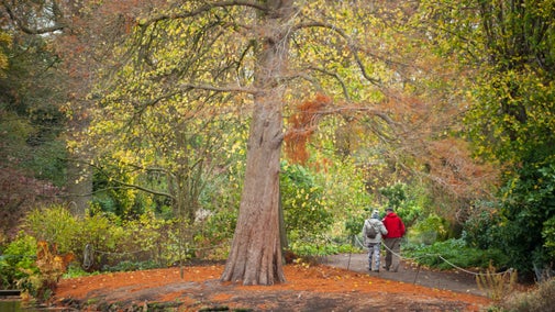 Visitors walking along a garden path framed by trees and vibrant autumn foliage.